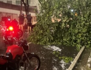 Tempestade derruba árvore na Avenida Jacira Reis