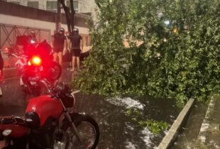 Tempestade derruba árvore na Avenida Jacira Reis