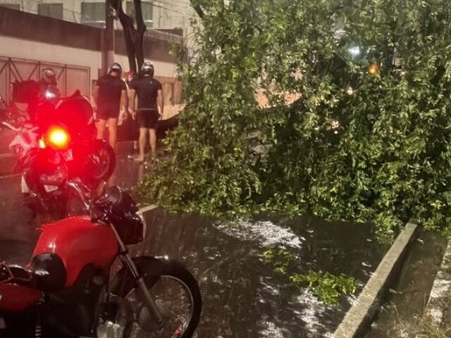 Tempestade derruba árvore na Avenida Jacira Reis