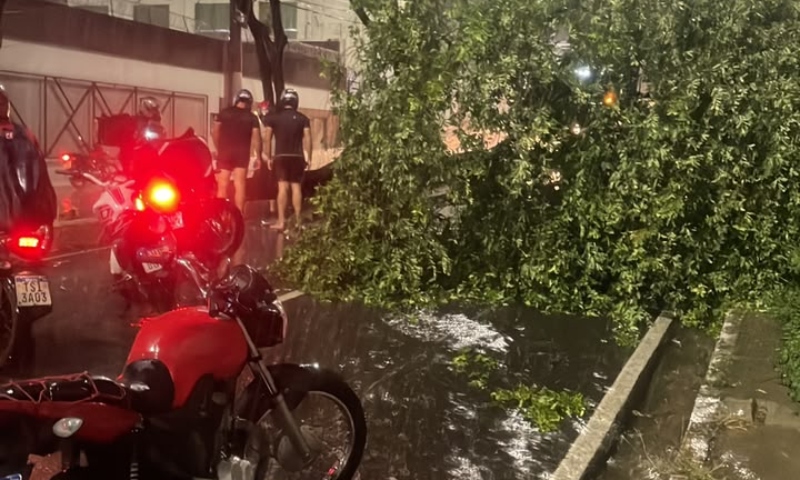 Tempestade derruba árvore na Avenida Jacira Reis