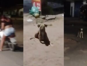 "Doguinhos do Capiroto": marido fica revoltado após esposa ser atacada por cachorros no meio da rua; veja vídeo