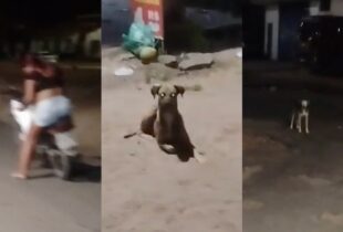 "Doguinhos do Capiroto": marido fica revoltado após esposa ser atacada por cachorros no meio da rua; veja vídeo