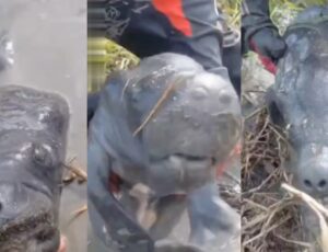 Motociclistas interrompem viagem para resgatar filhote de peixe-boi encalhado pela estiagem no interior do Amazonas; vídeo
