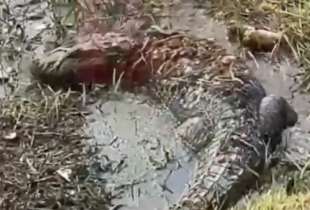 Susto: veja o momento em que jacaré é flagrado por moradores em meio ao lixo