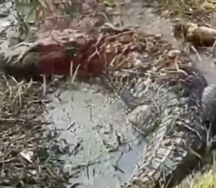 Susto: veja o momento em que jacaré é flagrado por moradores em meio ao lixo