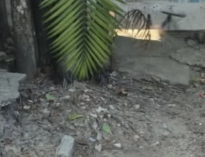 Revoltante: cachorro é resgatado sem água e comida, e outro é encontrado m0rto em Manaus; cenas fortes