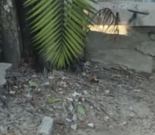 Revoltante: cachorro é resgatado sem água e comida, e outro é encontrado m0rto em Manaus; cenas fortes