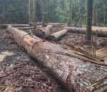 MP do Amazonas cobra responsabilização por desmatamento de mais de 3,7 mil hectares em Manicoré