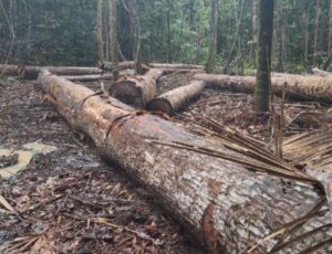 MP do Amazonas cobra responsabilização por desmatamento de mais de 3,7 mil hectares em Manicoré