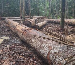 MP do Amazonas cobra responsabilização por desmatamento de mais de 3,7 mil hectares em Manicoré