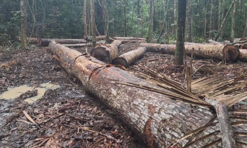 MP do Amazonas cobra responsabilização por desmatamento de mais de 3,7 mil hectares em Manicoré