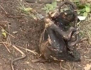 Cena de partir o coração: preguiça e cobra são encontradas carbonizadas durante incêndio em Boa Vista do Ramos; veja vídeo