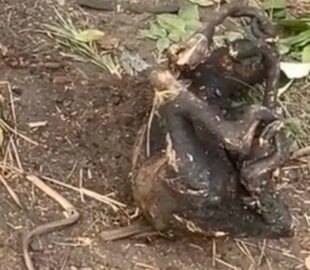 Cena de partir o coração: preguiça e cobra são encontradas carbonizadas durante incêndio em Boa Vista do Ramos; veja vídeo