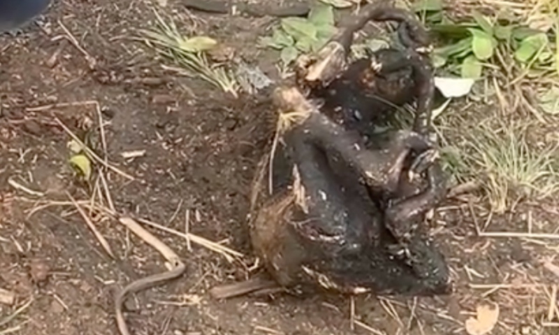 Cena de partir o coração: preguiça e cobra são encontradas carbonizadas durante incêndio em Boa Vista do Ramos; veja vídeo