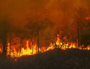 Amazonas solicita reforço de São Paulo para combater incêndios florestais