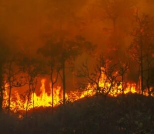 Amazonas solicita reforço de São Paulo para combater incêndios florestais