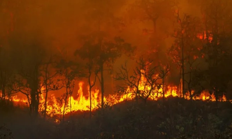 Amazonas solicita reforço de São Paulo para combater incêndios florestais