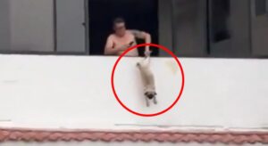 Cena revoltante! ex-jogador é preso após pendurar cachorro pela pata em janela de apartamento; veja vídeo