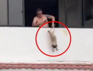 Cena revoltante! ex-jogador é preso após pendurar cachorro pela pata em janela de apartamento; veja vídeo
