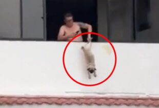Cena revoltante! ex-jogador é preso após pendurar cachorro pela pata em janela de apartamento; veja vídeo