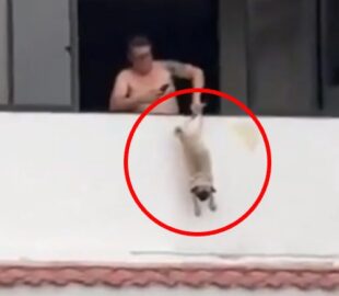 Cena revoltante! ex-jogador é preso após pendurar cachorro pela pata em janela de apartamento; veja vídeo