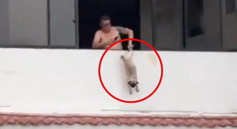 Cena revoltante! ex-jogador é preso após pendurar cachorro pela pata em janela de apartamento; veja vídeo